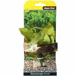 Sword Radicans Small 13cm