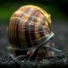 Black Foot Chestnut Mystery Apple Snail Medium