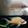 Fire Tip Brichardi Cichlid