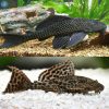 Common Pleco Catfish