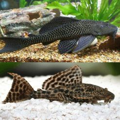 Common Pleco Catfish