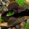 Sailfin Pleco Catfish