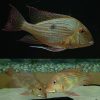 Brachybranchus Eartheater