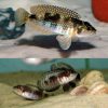 Black Occie Shell Dweller
