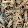 Live Feeder Crayfish