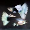 Platinum Dumbo Tuxedo Guppy Pair