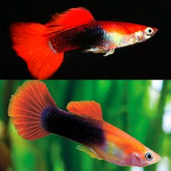 Red Cap Tuxedo Guppy Male
