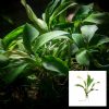 Anubias Glabra Variegated Bare Root