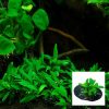 Anubias Pangolino Slate Plug