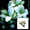 Anubias White Bare Root