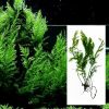 African Water Fern Large