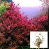 Rotala Colorata Rotundifolia