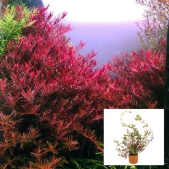 Rotala Colorata Rotundifolia