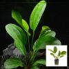 Kleiner Bar Sword Pot