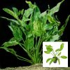Live Plant - Marble Queen Sword - 5cm Pot