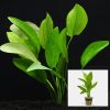 Oriental Queen Sword Plant