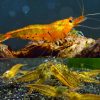 Tangerine Tiger Cherry Shrimp - 1cm