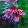 Koi Crown Tail Male