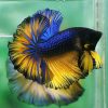 Mustard Gas Halfmoon Male