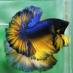 Mustard Gas Halfmoon Male