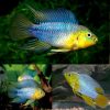 Borellii Yellow Blue