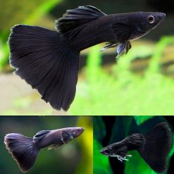 Black Moscow Guppy Male