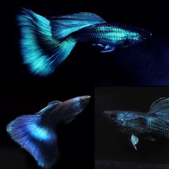 Blue Moscow Guppy Male