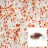 Live Feeder Daphnia