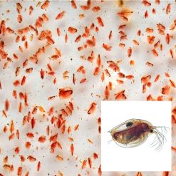 Live Feeder Daphnia