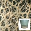 Live Feeder Microworms Culture