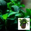 Anubias Nana Bonsai Pot