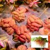 Red Root Floater