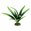 African Onion Plant 20cm