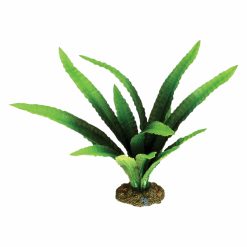 African Onion Plant 20cm
