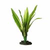 African Onion Plant 13cm