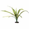 African Onion Plant 40cm