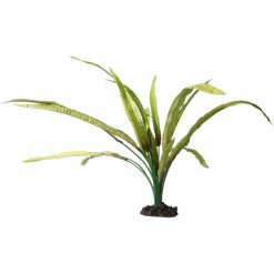 African Onion Plant 40cm