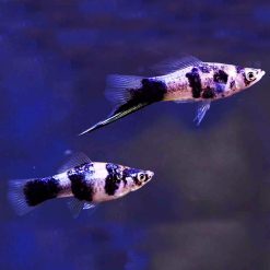 Black Marbled Swordtail