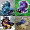 Premium Assorted Halfmoon Featherfin Betta Male