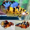 Yellow Giant Koi Halfmoon Plakat Male
