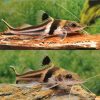 Pimelodus Catfish