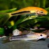 Marbled Sucking Catfish