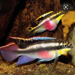 Kribensis Cichlid Breeding Pair