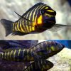 Yellow Cheek Tropheus