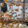 Live Feeder Barbs