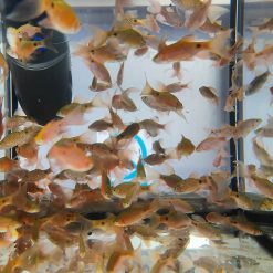 Live Feeder Barbs