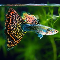 Dragon Mosaic Guppy Male