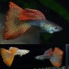 Red Lace Guppy Male