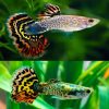 Tiger Snakeskin Guppy Male