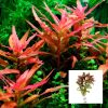 Live Plant - Ammania Gracilis Pink - Bunch